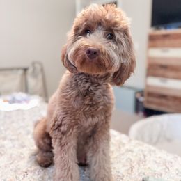 LILO - Goldendoodle