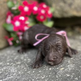 Kindall - Brown female Springerdoodle puppy in Lisbon, Ohio from Willow Lane Doodles