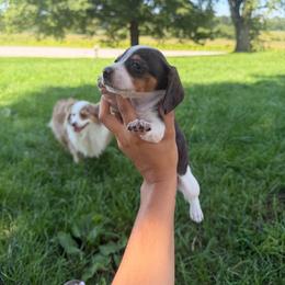 Layla - Piebald female Dachshund puppy in Ridgeville, Indiana from McCord’s Standard Aussies