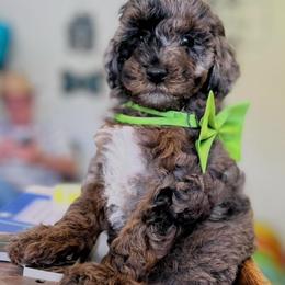 Tiny petiteo - Merle male Goldendoodle puppy in Boaz, Alabama from Doodles All Day