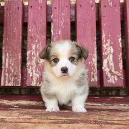 Doris - Sable female Pembroke Welsh Corgi puppy in Anton, Texas from X Bar's Lil Legs of Texas