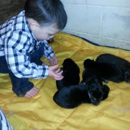 German Shepherd Puppies from Countryside Kennel