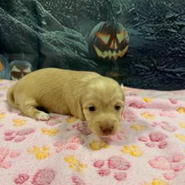 Candy - Cream female Dachshund puppy in Irving, Texas from DFW Dachshunds by G & S