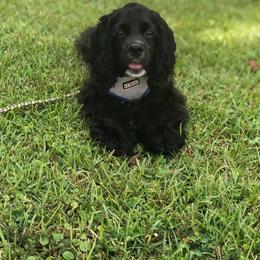 Cocker Spaniel Puppies from Anastasia Knight's Cocker Spaniels