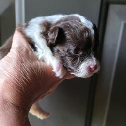 Pixie pup 1 - Chocolate parti male Pomeranian puppy in Carrollton, Georgia from B AND R'S POMERANIAN'S