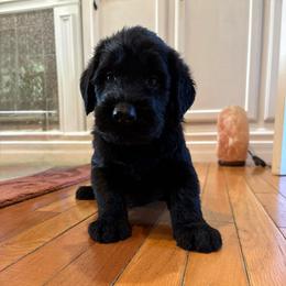 Kaiju - Black male Giant Schnauzer puppy in Noblesville, Indiana from Stratton House Kennels