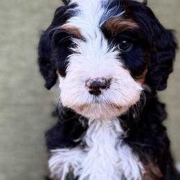 Mike- Tan collar boy - Tri-color male Bernedoodle puppy in Colorado Springs, Colorado from Mercy Mountain Bernedoodles