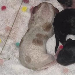 Spot - Piebald male Dachshund puppy in Falcon, Missouri from K2D2 Farm
