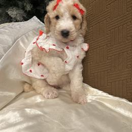 Daisy - Parti female Poodle puppy in Mobile, Alabama from Semmy’s Standard Poodle LLC