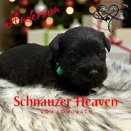 Anderson AKC - Black male Miniature Schnauzer puppy in Pelzer, South Carolina from Schnauzer Heaven Von Longbach