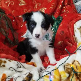 Leaper - Black and white female Border Collie puppy in Albuquerque, New Mexico from Noko's dogs