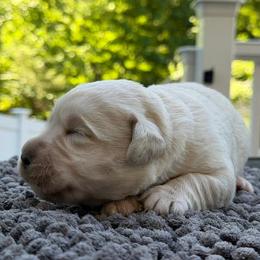 Girl 1 - Black female Labrador Retriever puppy in Amesbury, Massachusetts from Fox Hill Farm & K9