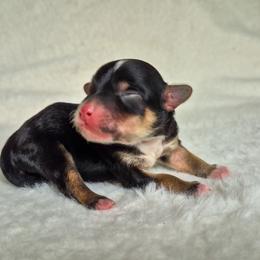 Comet - Black and tan male Yorkshire Terrier puppy in Blacksburg, South Carolina from Hess Pooches LLC