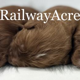 Boy 2 - Red  male Goldendoodle puppy in Milford, Indiana from Railway Acres Kennel
