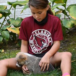 Pembroke Welsh Corgi Puppies from A&A’s Adorable Corgis