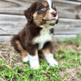 Pyro - Red tri male Miniature Australian Shepherd puppy in Saint Cloud, Florida from Dirty Paws