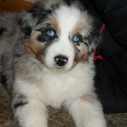 Australian Shepherd Puppies from Pole Canyon Australian Shepherds