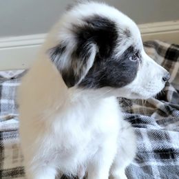 Border Collie Puppies from Little  Foxx Farms