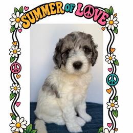 Cali - Merle female Goldendoodle puppy in Frostproof, Florida from Lover Dover Doodles