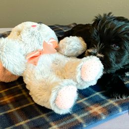 Miniature Schnauzer Puppies from Laurel Crown Schnauzers