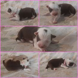 Border Collie Puppies from Lake Ridge Border Collies