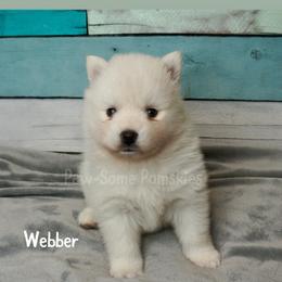 Webber - White male Pomsky puppy in Krum, Texas from Paw-Some Pomskies