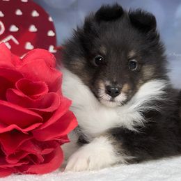 Gizmo - Shetland Sheepdog puppy in Elk, Washington from Asgard Shetland Sheepdogs