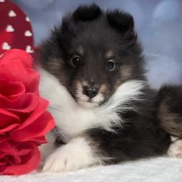 Gizmo - Shetland Sheepdog puppy in Elk, Washington from Asgard Shetland Sheepdogs