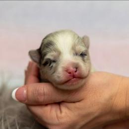 Jinu - Merle male Pomsky puppy in Sumter, South Carolina from Emerald Skies Pomskies