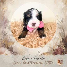 Rosa - Black and white female Bernedoodle puppy in Atlanta, Georgia from Teddy Puppies