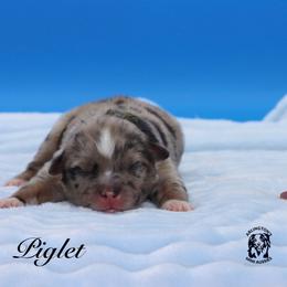 Piglet - Blue merle male Miniature Australian Shepherd puppy in Weeki Wachee, Florida from Arlington's Mini Aussies