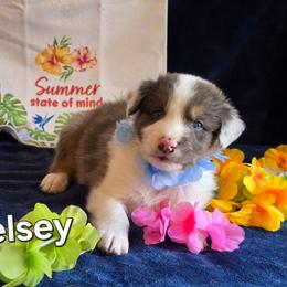 Kelsey (Luke Skywalker) - Blue merle male Australian Shepherd puppy in Smithfield, Utah from Invictus Farms