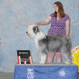 Golden Retriever and Old English Sheepdog All Grown Up from Saddle Rock Kennels