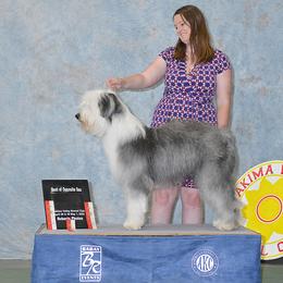 Golden Retriever and Old English Sheepdog All Grown Up from Saddle Rock Kennels