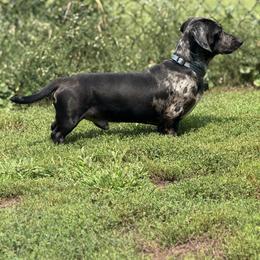 Buck - Dachshund