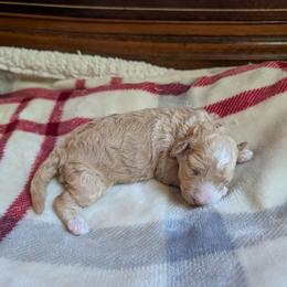 Madison - Apricot female Goldendoodle puppy in Portage, Michigan from Country Lane Goldendoodles