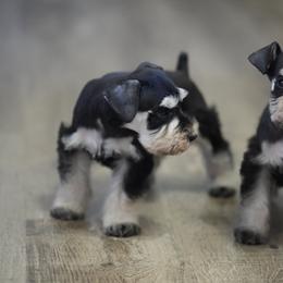 Boy 1 - Black and silver male Miniature Schnauzer puppy in Snowflake / Phoenix, Arizona from Snowflake Schnauzers