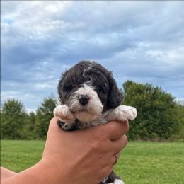Tucker - Black and white male Aussiedoodle puppy in Hudson, Michigan from Haas Pawz