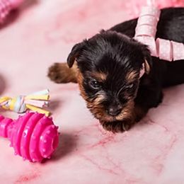 Yorkshire Terrier Puppies from New Holland Yorkie Farm