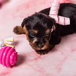 Yorkshire Terrier Puppies from New Holland Yorkie Farm