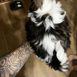 Shih Tzu Puppies from Jessica’s Shih Tzus