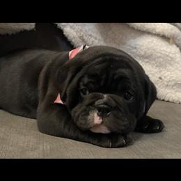 Bulldog and German Shorthaired Pointer Puppies from LyonHeart