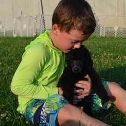 Poodle Puppies from D and D Standard Poodles