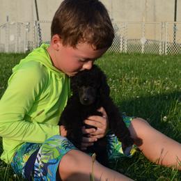 Poodle Puppies from D and D Standard Poodles