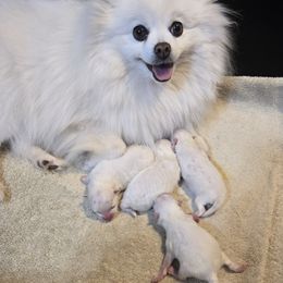 Pomeranian puppies from Glacial Pomeranians