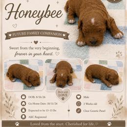 Honeybee - Red  male Poodle puppy in Grass Valley, California from Sapphire Ridge Poodles