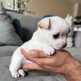 TBD 2 - Cream and white female Chihuahua puppy in Davenport, Florida from Clan Cordovathone