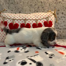 Everleigh (2600) - Piebald female Dachshund puppy in Hensley, Arkansas from The Dachshund Barn