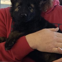 German Shepherd Puppies from Eisenkraft K9’s