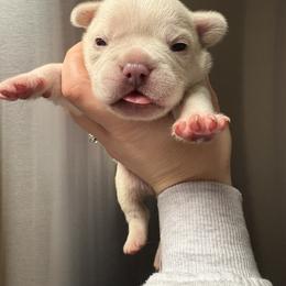 Solo - White male French Bulldog puppy in Coatesville, Pennsylvania from The Chipper Frenchie